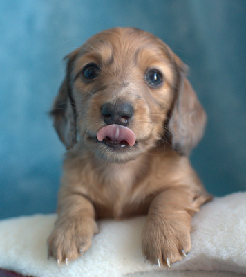 vom treuen wachter long haired mini dachshunds